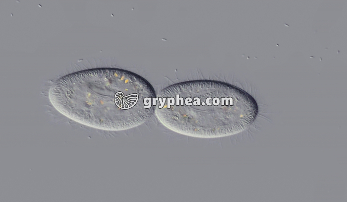 Paramécie en division binaire x100 - gryphea.com